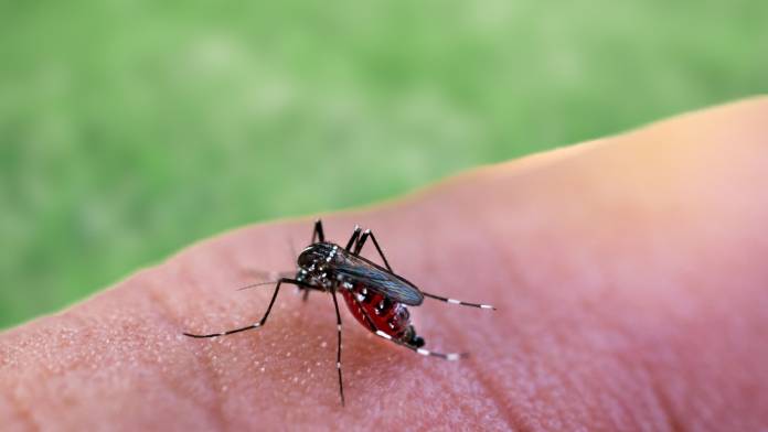 Interview mit Prof. Peter Kremsner: Warum schnelles Handeln bei Malaria so wichtig ist!